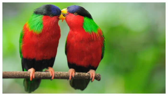 Are you raising lovebirds If so be careful