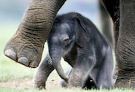 Experience wildlife like never before: India's first virtual reality safari opens in Hyderabad