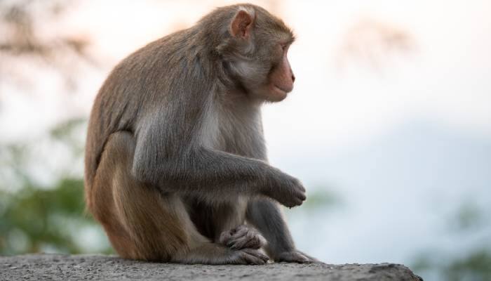 monkey