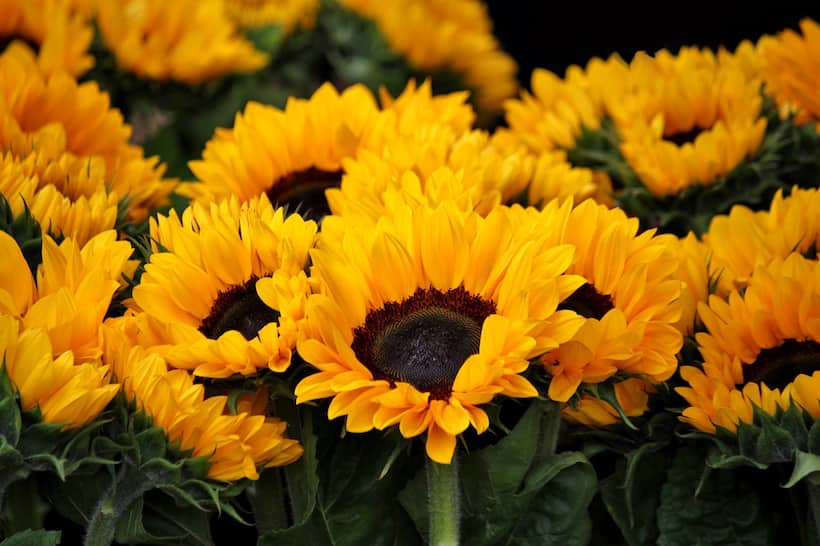 Sunflowers History: సర్‌ఫ్లవర్ సూర్యడివైపు ఎందుకు తిరుగుతుందో మీకు తెలుసా? సైన్స్‌, గ్రీకు కథ ఎం చెబుతుందంటే?