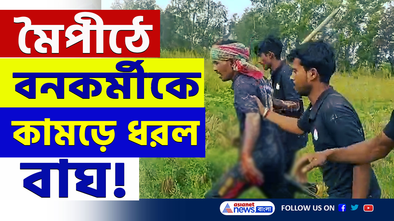 Kultali Tiger Attack Video : হাড়হিম করা দৃশ্য! মৈপীঠে বাঘ তাড়াতে গিয়ে বনকর্মীর মাথা কামড়ে ধরল বাঘ