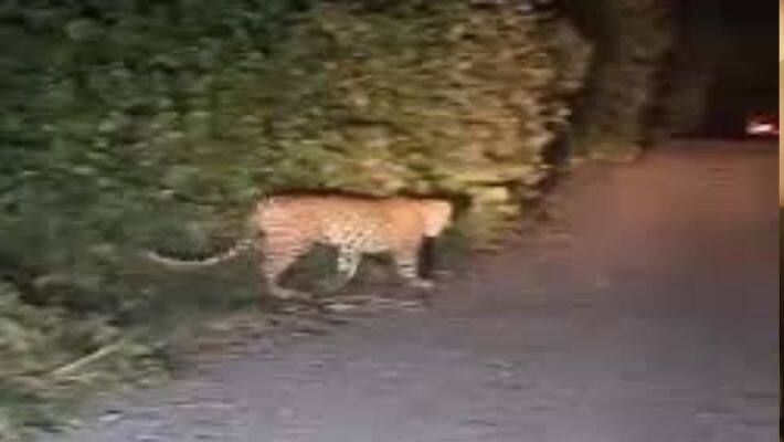 Udaipur Jungle Leopard Attack 