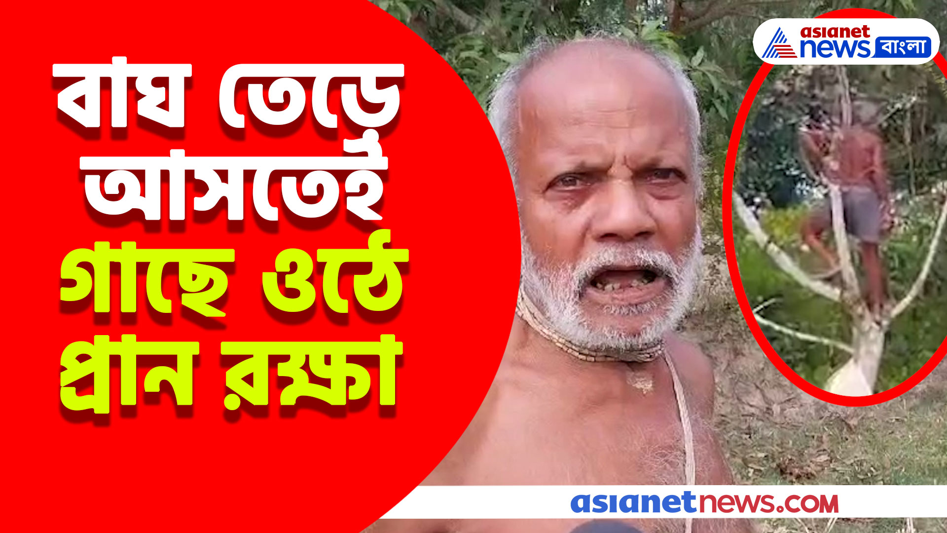 Maipith Tiger Attack : বাঘ তেড়ে আসতেই গাছে ওঠে প্রান রক্ষা, শুনুন ভয়ানক অভিজ্ঞতার কথা