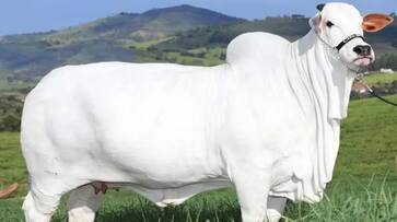 India breed Viatina-19 cow sold Rs 40 crore in Brazil Guinness record in Most expensive cow sat India breed Viatina-19 cow sold Rs 40 crore in Brazil Guinness record in Most expensive cow sat