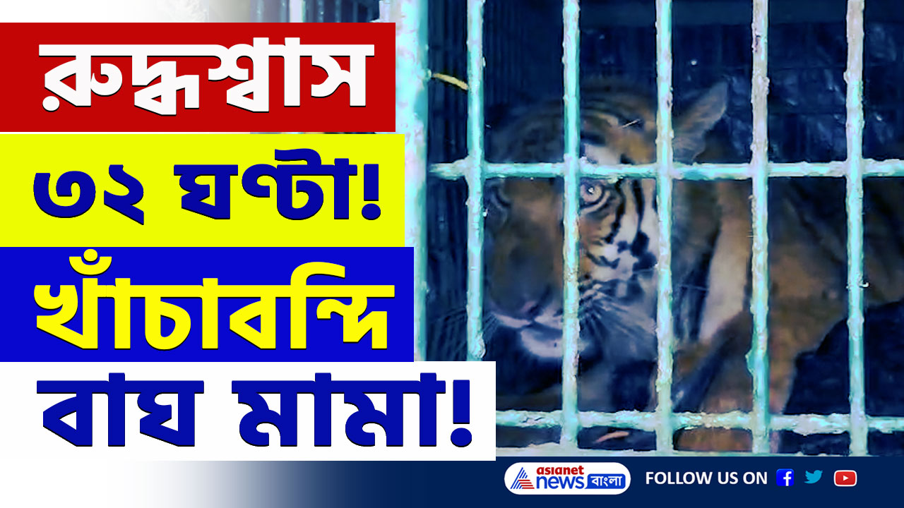 Maipith Tiger Attack : ছাগলের টোপ, ৩২ ঘন্টার অভিযান, অবশেষে মুক্তি কুলতলিবাসীর