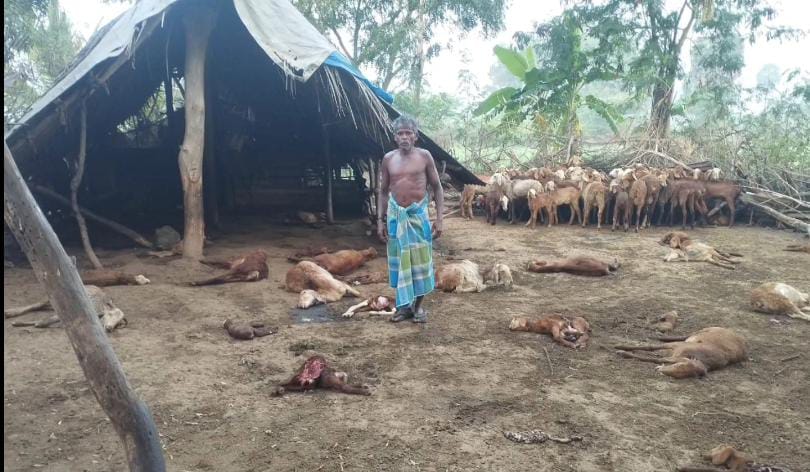 35 goats killed in Aarani area after being attacked by dogs in Tamil KAK