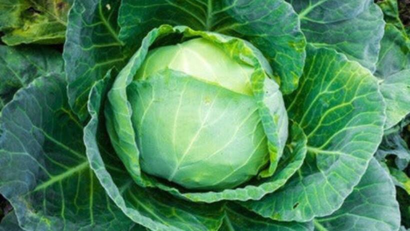 Farmer success story bahriach 2 5 kg Cabbage Organic Farming
