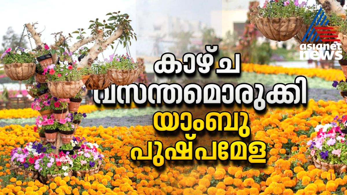 സമാപനത്തിന് ദിവസങ്ങൾ മാത്രം, യാംബു പുഷ്പമേളയിൽ സന്ദർശക പ്രവാഹം 