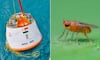 Tiny heroes of Space: Why India is sending fruit flies to the final frontier