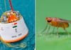 Tiny heroes of Space: Why India is sending fruit flies to the final frontier