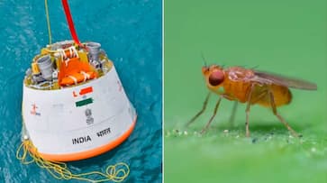 Fruit flies set to fly into space with humans in ISRO's Gaganyaan project ray