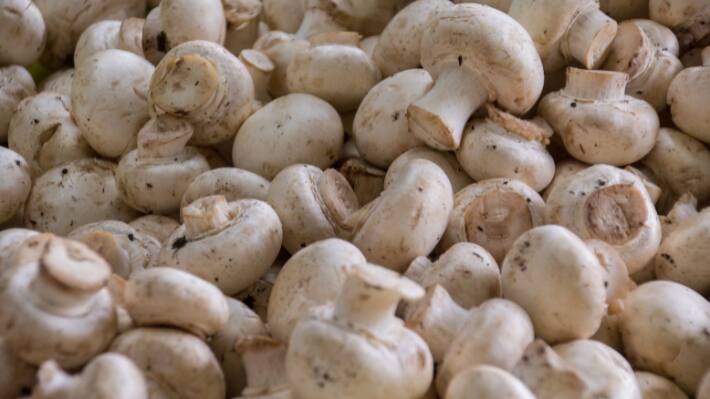 kaushambi farmer earns lakhs from mushroom farming cost profit technique