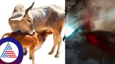a cow's calf injured after Miscreants attacked with machete at hassan district karnataka rav a cow's calf injured after Miscreants attacked with machete at hassan district karnataka rav