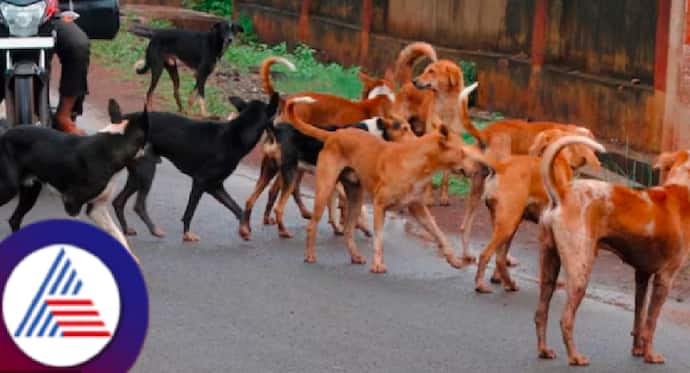 BBMP new scheme for micro chipping of stray dogs