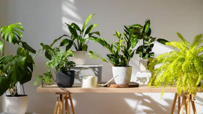 Vastu Tips Plants to Avoid at Home for Good Luck