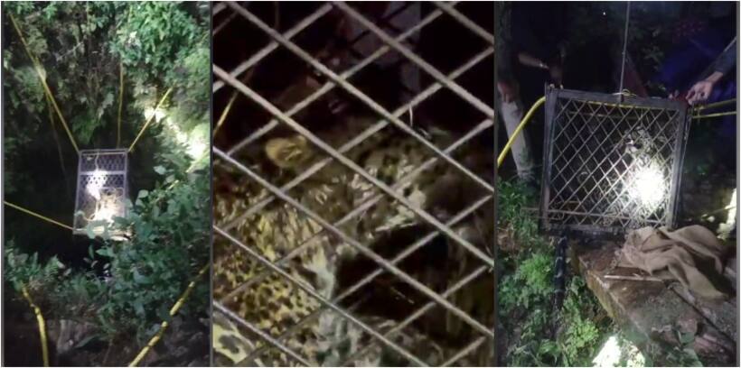 Kerala: Daring 6.5-hour rescue mission saves tiger from well in Palakkad's Nelliampathy