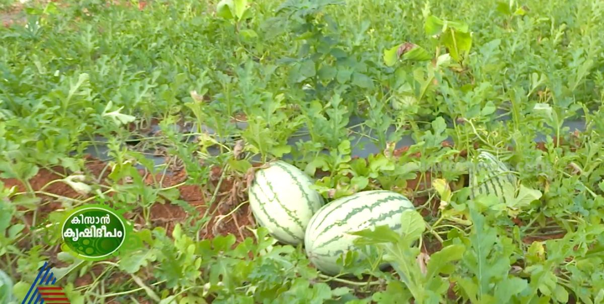 വേനൽ കാലമായാൽ പിന്നെ താരം തണ്ണിമത്തനാണ്;തണ്ണിമത്തൻ കൃഷിയിൽ നൂറുമേനി കൊയ്‌ത് സുഹൃത്തുക്കൾ 