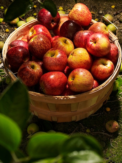 Is it safe to eat apples on an empty stomach? A health guide