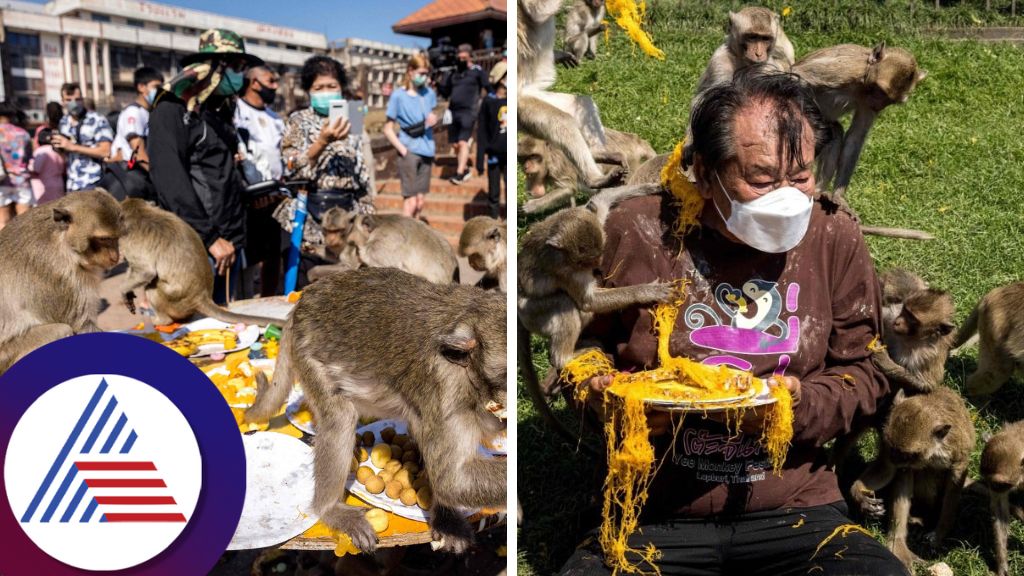 Monkey Riot Monkey Mayhem in Thailand! Viral Video Shows Scary Encounters with ...