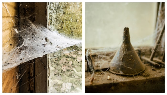 Are you struggling with spider infestations There is a solution
