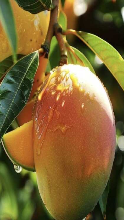 మామిడి