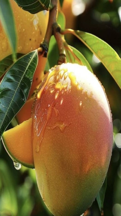 మామిడి
