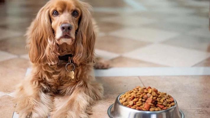 Do you have pets at home If so please take care of them