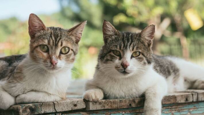 pet cats bird flu virus