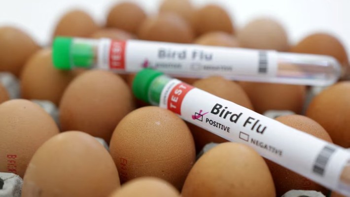 pet cats bird flu virus