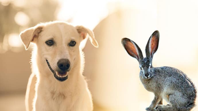 dog, rabbit, luck, Money,