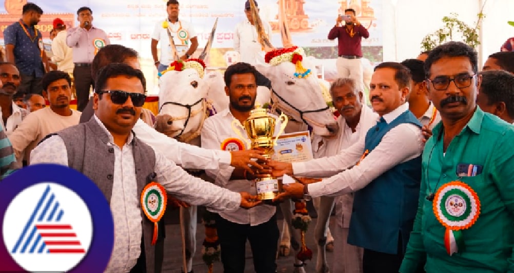 Karnataka news live Hampi Utsav 2025 Exhibition of bulls hallikar breed champion rav