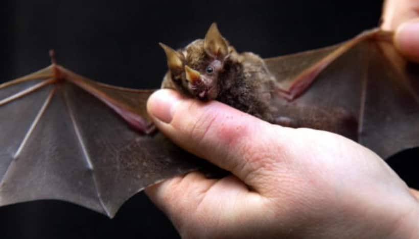 New bat species discovered in Sri Lanka by Osmania University led research team