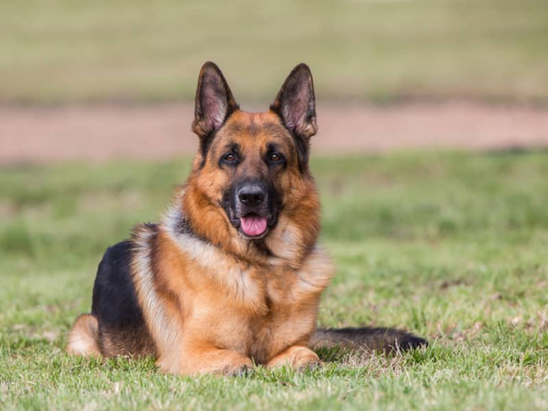 German Shepherd Bentho sacrifices its life to save owner from tiger attack in Madhya Pradesh  SRI