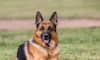 German Shepherd ‘Bentho’ sacrifices its life to save owner from tiger attack in Madhya Pradesh 