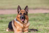 German Shepherd Bentho sacrifices its life to save owner from tiger attack in Madhya Pradesh  SRI