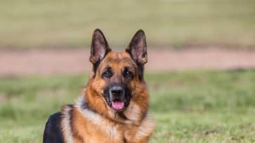 German Shepherd Bentho sacrifices its life to save owner from tiger attack in Madhya Pradesh  SRI