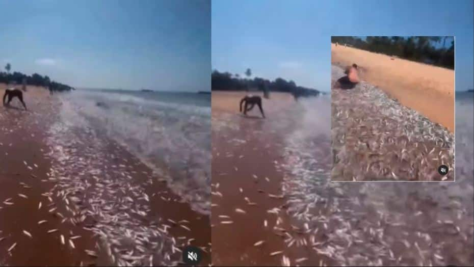 Kerala cost witnesses rare phenomenon called chakara Millions of fish wash ashore on their own