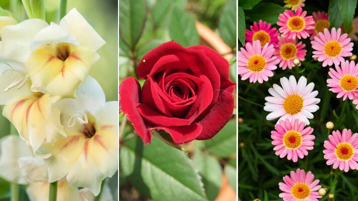 10 flowers and plants Best for Home Garden in Summers