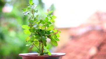 summer tulsi plant care guide keeping your basil healthy in telugu ram summer tulsi plant care guide keeping your basil healthy in telugu ram