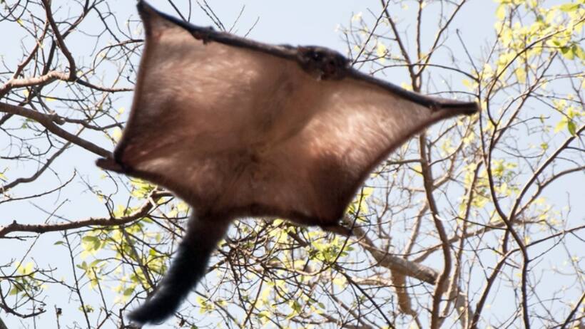 dudhwa national park flying squirrel spotted first time rare species