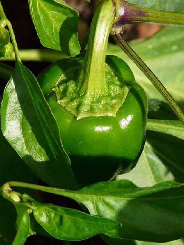 grow Capsicum in your home 