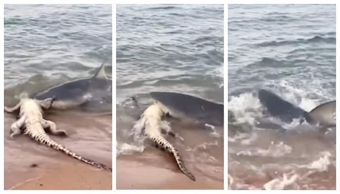 Scary viral video of shark bit the crocodile and went into the sea