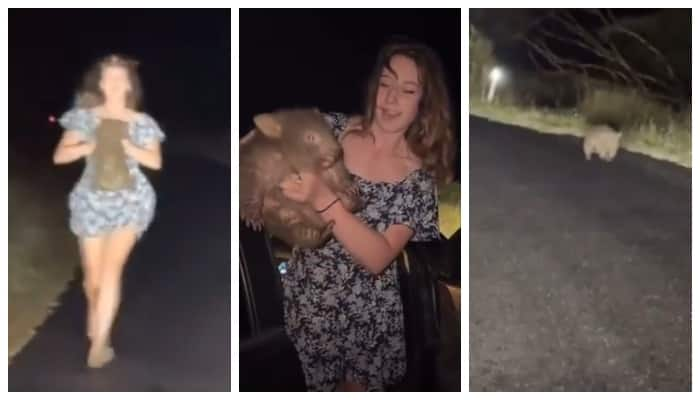 Influencer snatches baby wombat from mother to take pictures Video goes viral