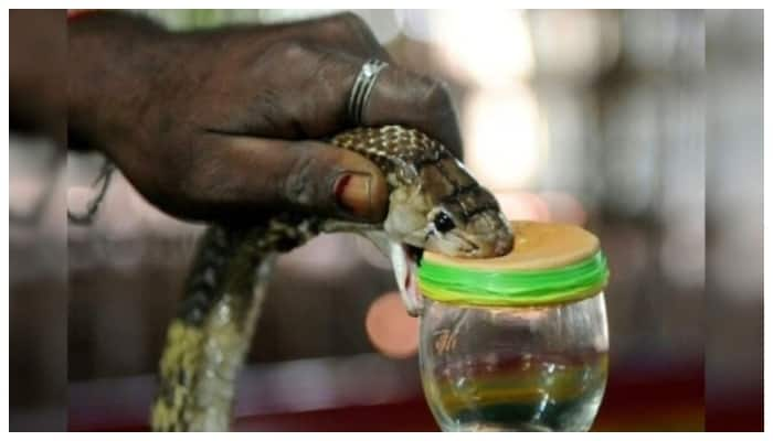 Irula tribe licensed to extract venom from snakes in Kerala