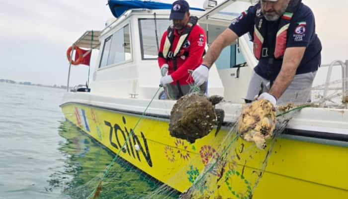 kuwait diving team rescues hawksbill turtle 