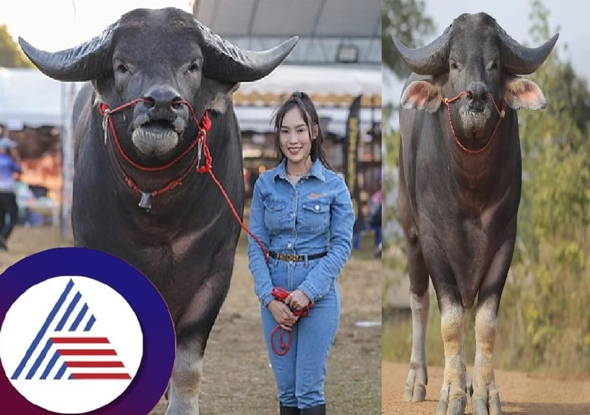 Meet King Kong worlds tallest water buffalo with world record pav