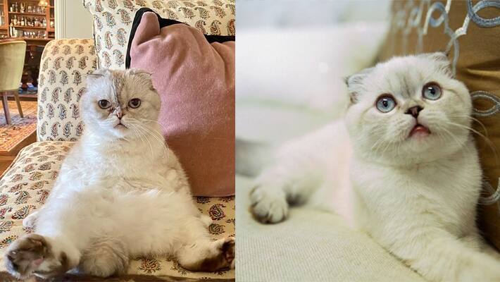 World most expensive Cat 