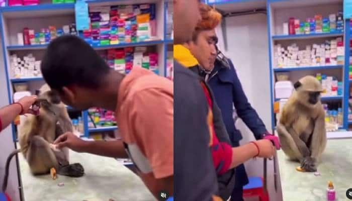 injured monkey walking to pharmacy video 