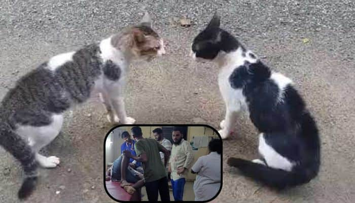 Uttara Kannada Dandeli residents and Owners have been fighting over cats sat