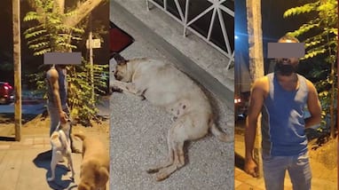 Bihar Based young man Arrested for sexually harassing stray dig in Jayanagar at Bengaluru sat Bihar Based young man Arrested for sexually harassing stray dig in Jayanagar at Bengaluru sat